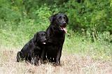 LABRADOR 972